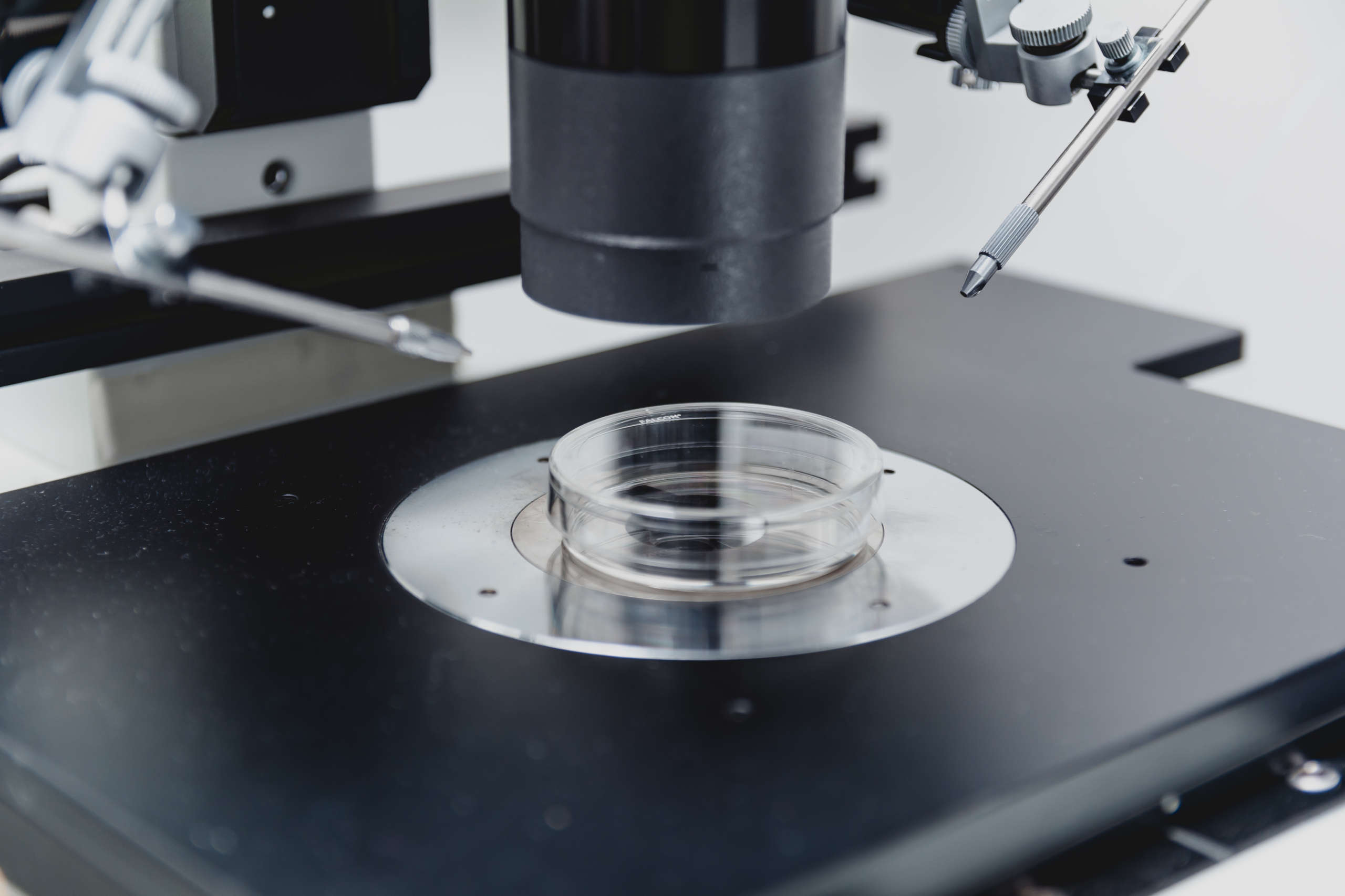 Fertilización In Vitro